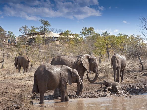The Elephant Camp - Elephants 